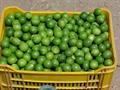West Indian lime, bartender’s lime, Omani lime, Mexican lime